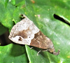 Dichromia erastrialis