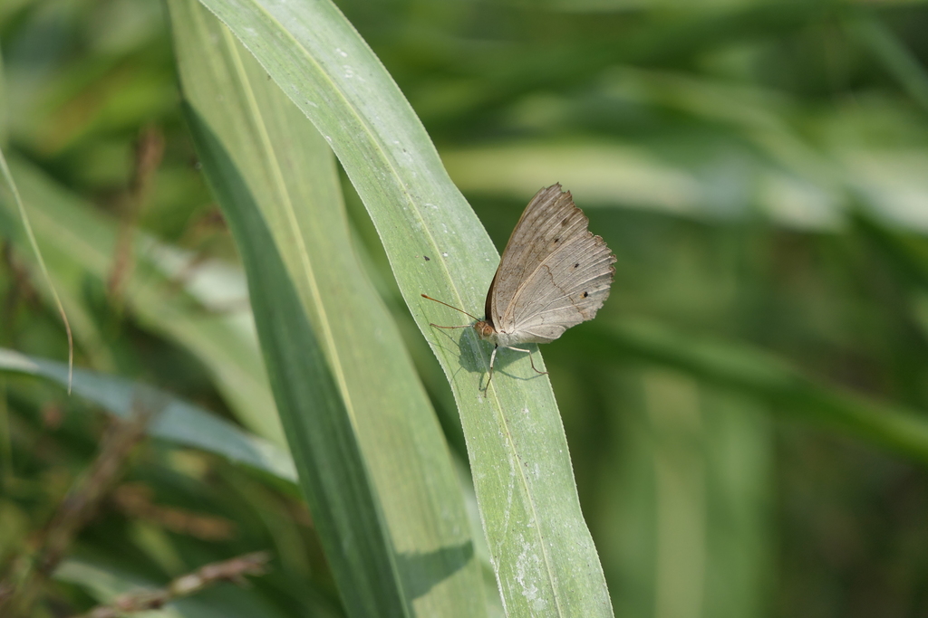 波纹眼蛱蝶（Junonia atlites）