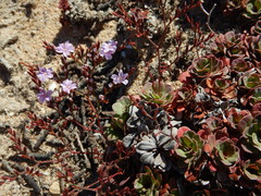 Limonium companyonis