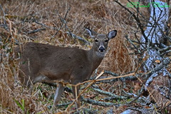 Odocoileus virginianus