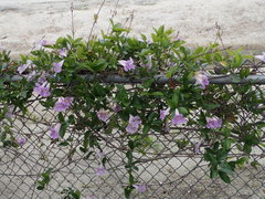 Bignonia callistegioides