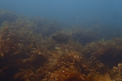 Odax pullus