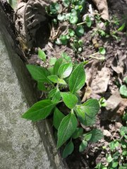 Capsicum rhomboideum
