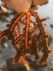 Neoptilota densa