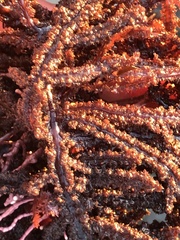 Neoptilota densa