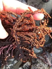 Neoptilota densa