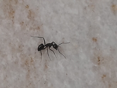 Camponotus
