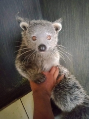 Arctictis binturong