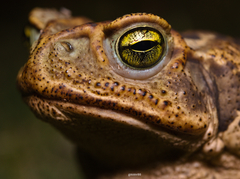 Rhinella diptycha