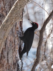 Dryocopus martius martius