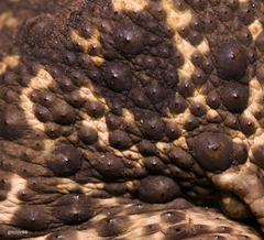 Rhinella diptycha