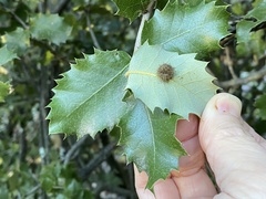 Disholandricus lasius