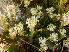 Stackhousia spathulata