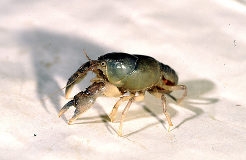 Creaserinus gordoni