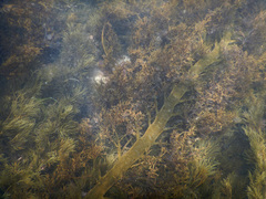 Cystophora moniliformis