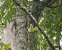 Radermachera sinica