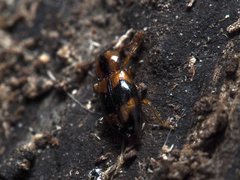 Phymaphora pulchella