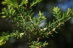 Styphelia margarodes