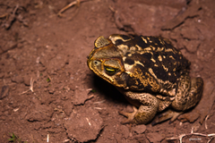 Rhinella diptycha