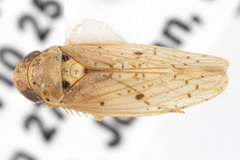 Ponana notula
