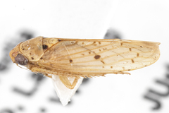Ponana notula