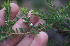 Styphelia margarodes