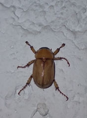Cyclocephala putrida