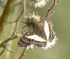 Sophista plinius