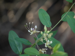 Cadaba fruticosa