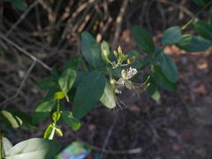 Cadaba fruticosa
