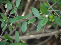 Cadaba fruticosa