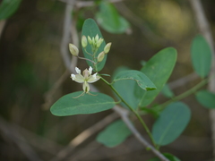 Cadaba fruticosa