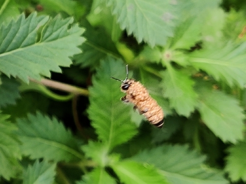 Asian Honey Bee photo 2