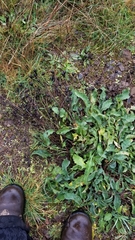 Centaurea thuillieri