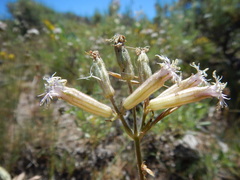 Silene oregana