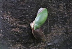 Ellobiidae
