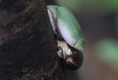 Ellobiidae