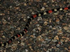 Micrurus lemniscatus helleri