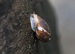 Ellobiidae