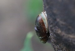 Ellobiidae