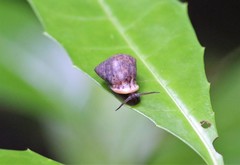Pythia