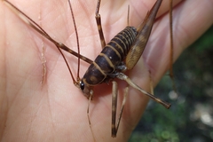 Pachyrhamma acanthocerum