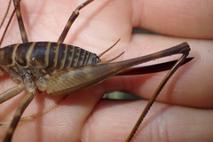 Pachyrhamma acanthocerum