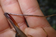 Pachyrhamma acanthocerum