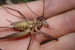 Pachyrhamma acanthocerum