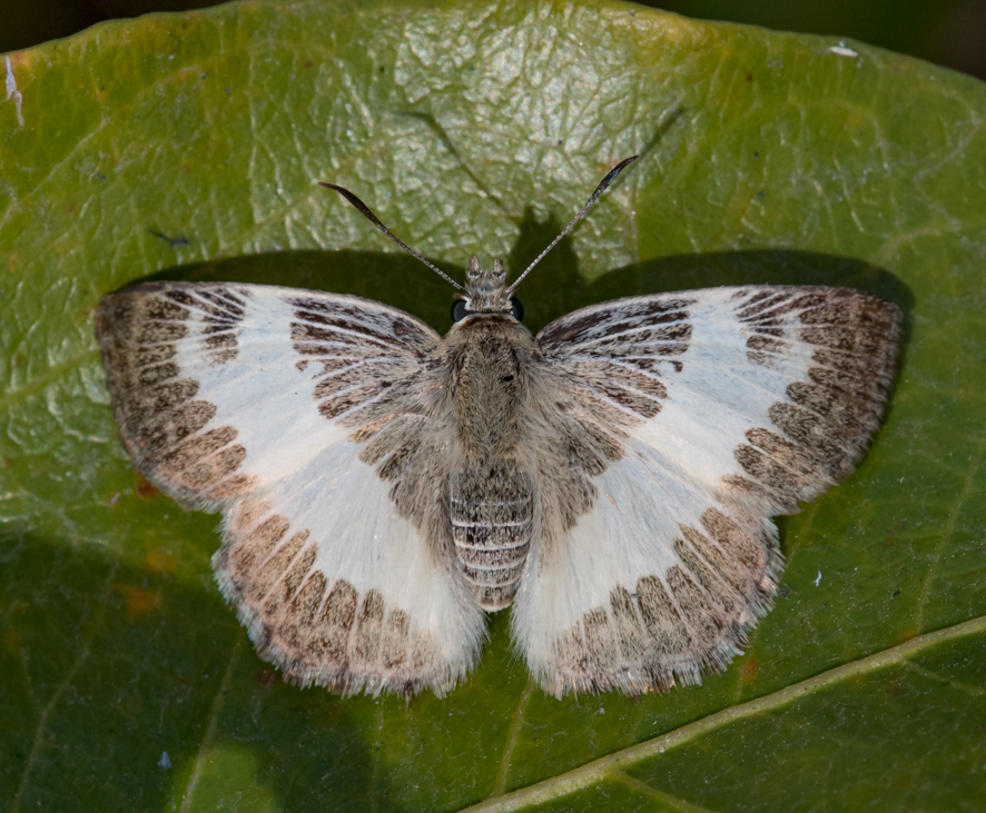 Sophista latifasciata