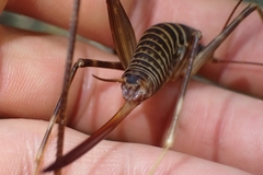 Pachyrhamma acanthocerum