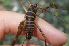 Pachyrhamma acanthocerum