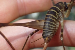 Pachyrhamma acanthocerum