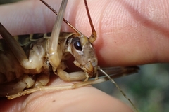 Pachyrhamma acanthocerum